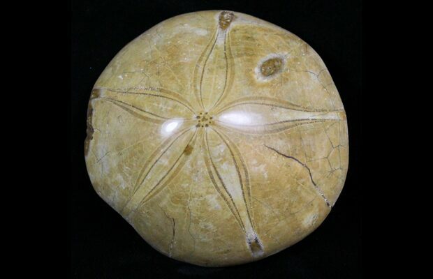 Fossilized Sand Dollars